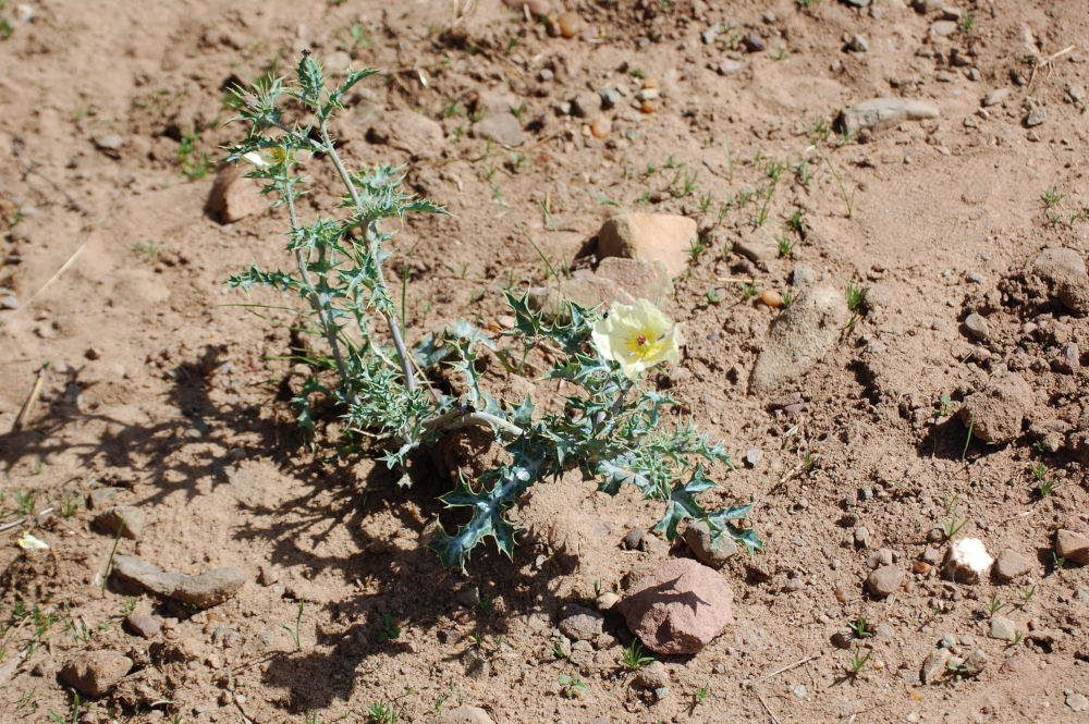 Dal Tigrai (Etiopia):   Argemone mexicana (Papaveraceae)